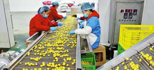 農村創業新思路 三個投資小、前景好的小型加工廠項目